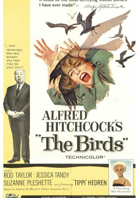 the birds